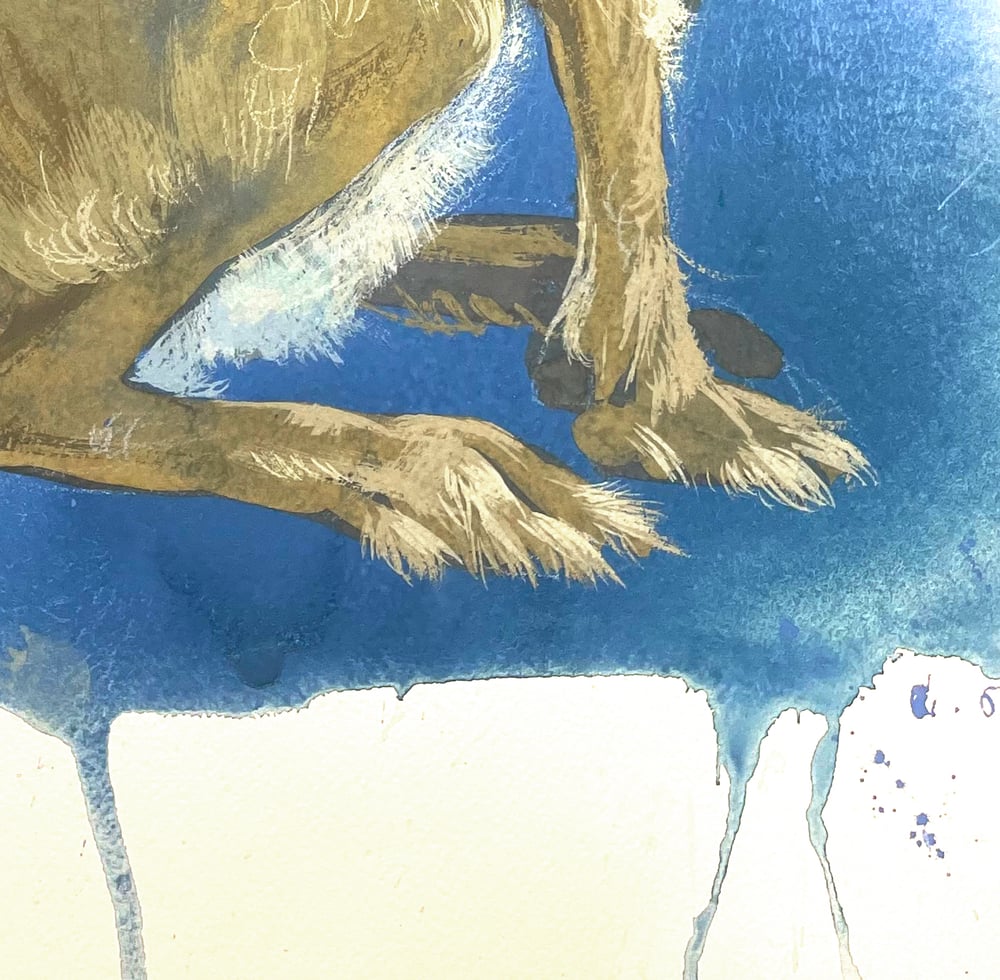 Image of Little Swiss hare