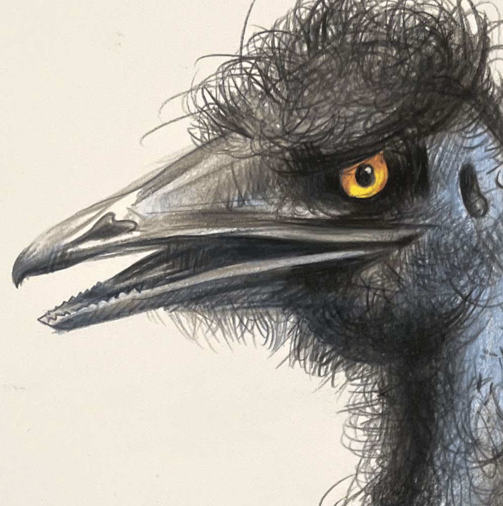 Image of Emu from Australien