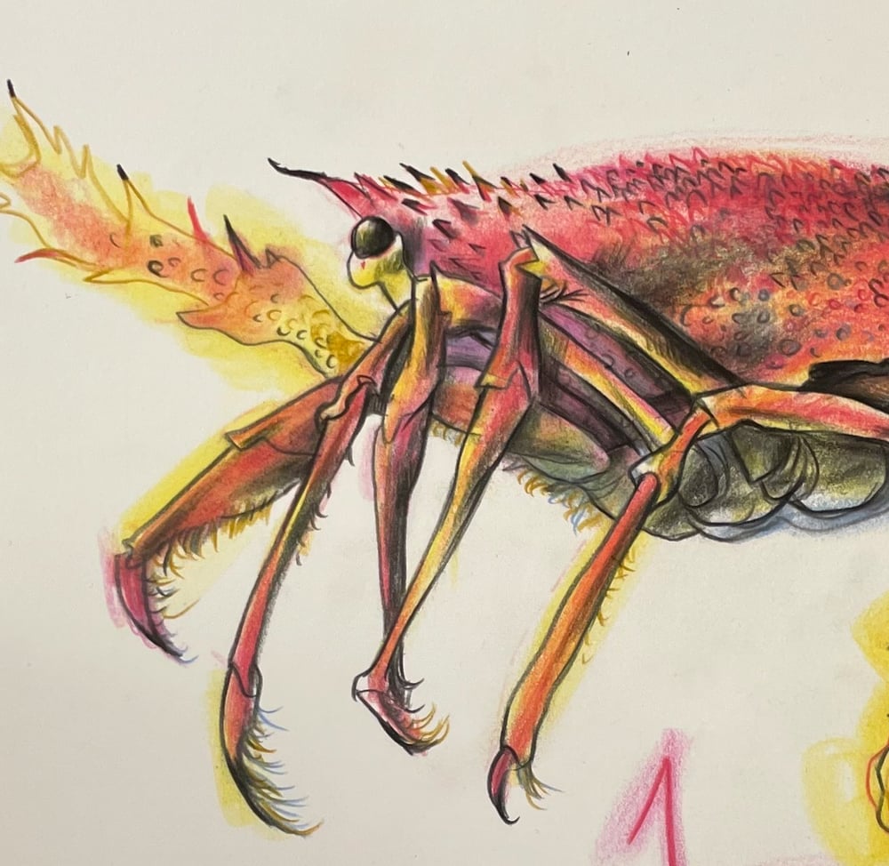 Image of Life Aquatic: Cray fish / Languste