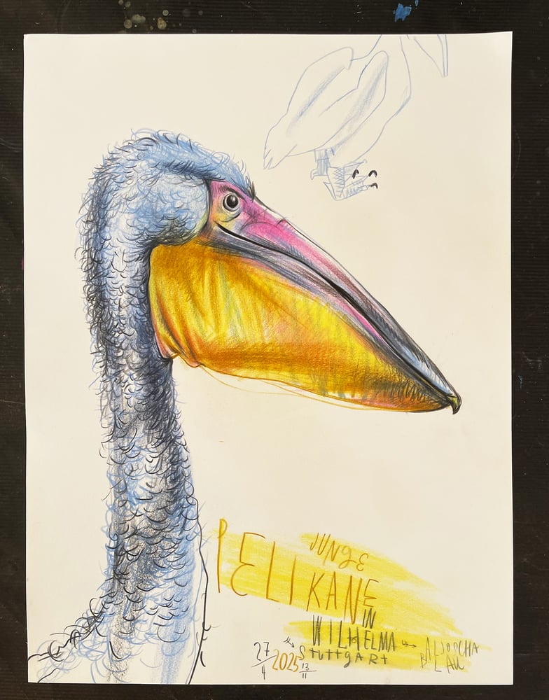 Image of Junge Pelikane // Young Pelicans