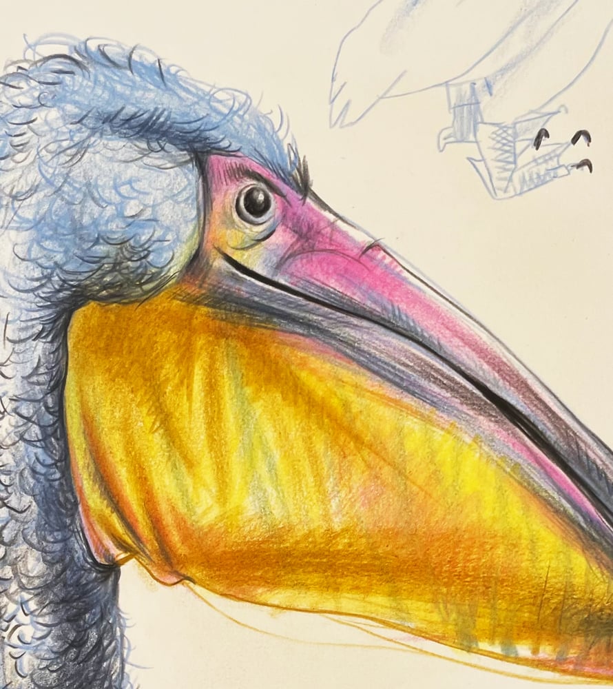 Image of Junge Pelikane // Young Pelicans
