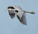 Image of Great Blue Heron organic hooded sweatshirt
