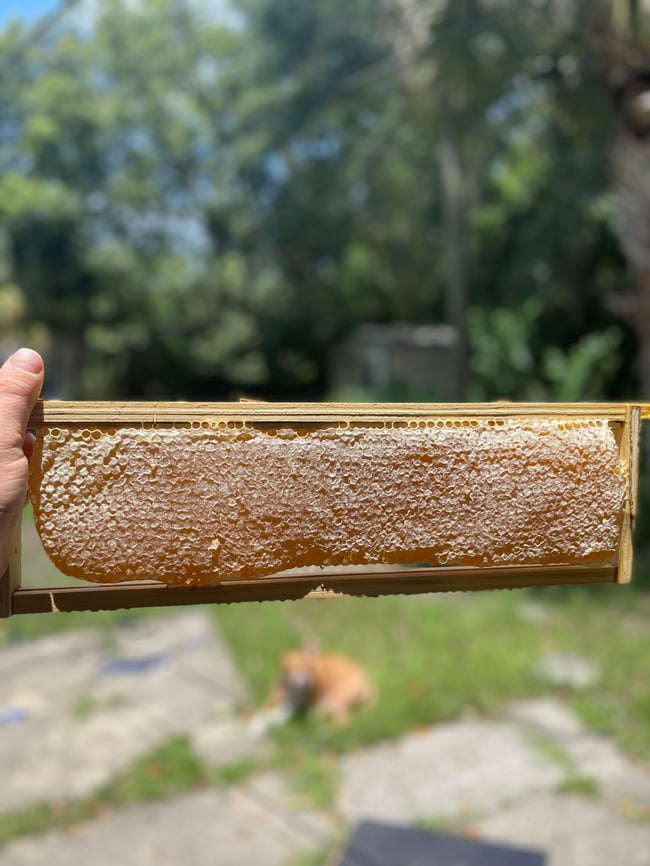 real deal Georgia Tupelo Tupelo 