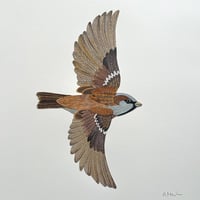 Image 2 of House Sparrow - Original Papercut Artwork