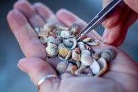 Image 5 of Beach Hings