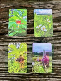 Image 3 of GIFT CARDS