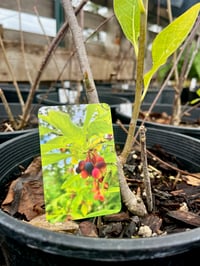 Image 4 of GIFT CARDS