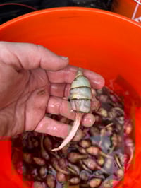 Image 2 of Wapato Bulbs (pick-up in December)