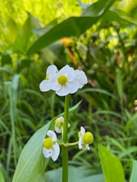 Image 3 of Wapato Bulbs (pick-up in December)