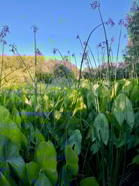 Image 1 of Wapato Bulbs (pick-up in December)