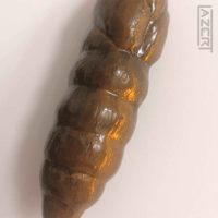 Image 5 of Hawkmoth Pupa - Wood Carving