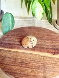 Image 1 of Birch Beetle