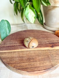 Image 2 of Birch Beetle