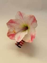 Image 1 of sample amaryllis claw