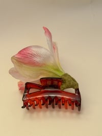 Image 2 of sample amaryllis claw