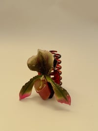 Image 1 of sample lady slipper orchid claw