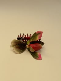 Image 2 of sample lady slipper orchid claw