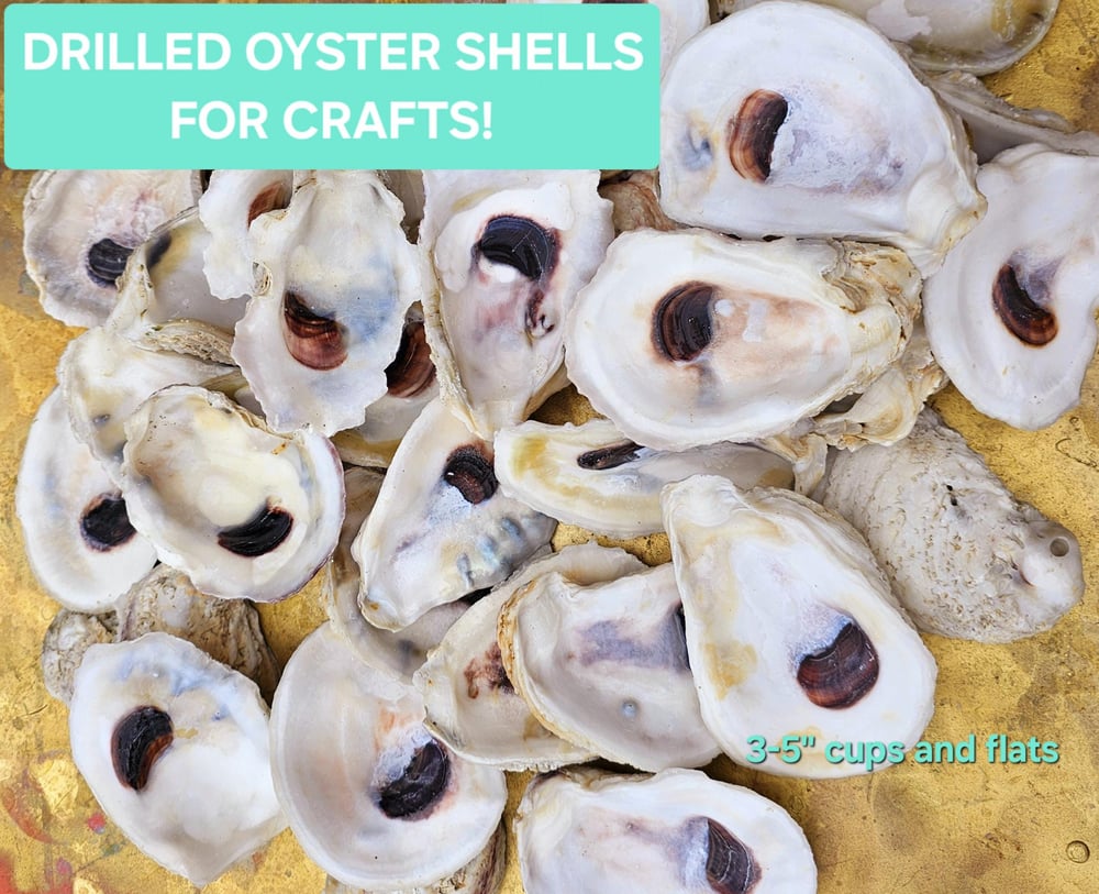 Image of Drilled Oyster Shells: Bulk Beach Crafts, DIY Ornaments