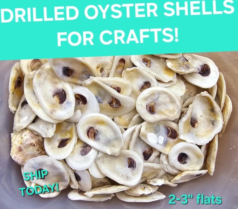 Image of Small Oyster Shells | Holes Drilled | Bulk | Decoupage Ornaments | DIY Bridesmaids | Favors | Pla...
