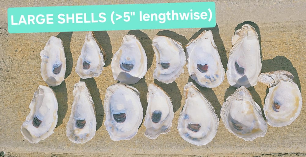 Image of Drilled Oyster Shells: Bulk Beach Crafts, DIY Ornaments