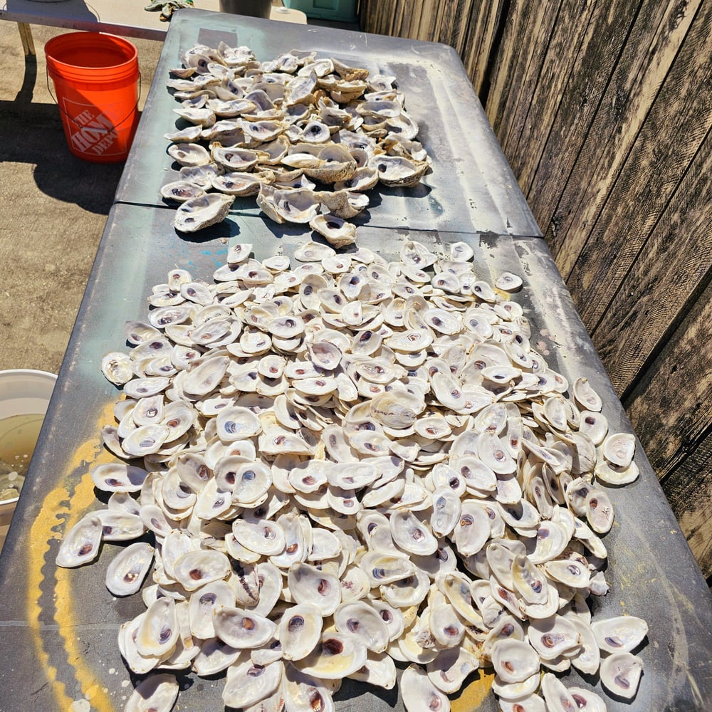 Image of Small Oyster Shells | Holes Drilled | Bulk | Decoupage Ornaments | DIY Bridesmaids | Favors | Pla...