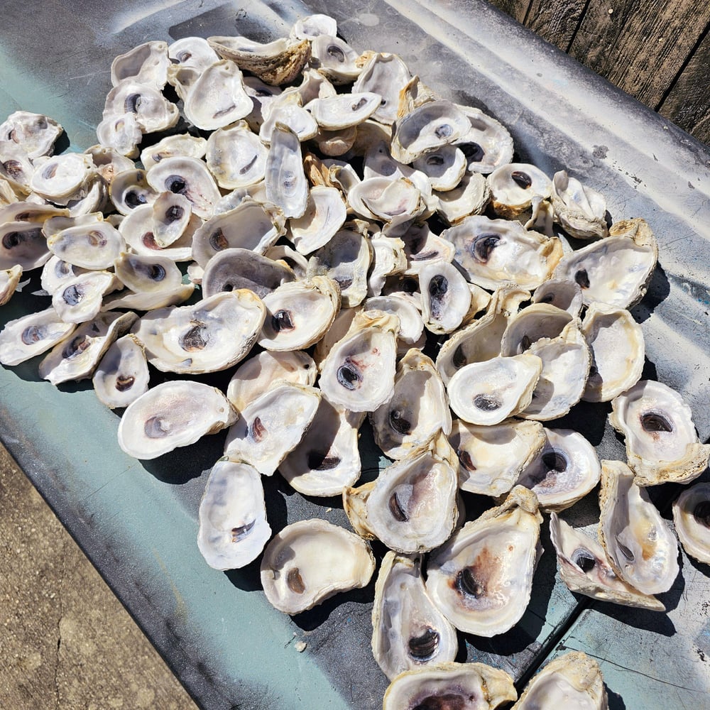 Image of Drilled Oyster Shells: Bulk Beach Crafts, DIY Ornaments
