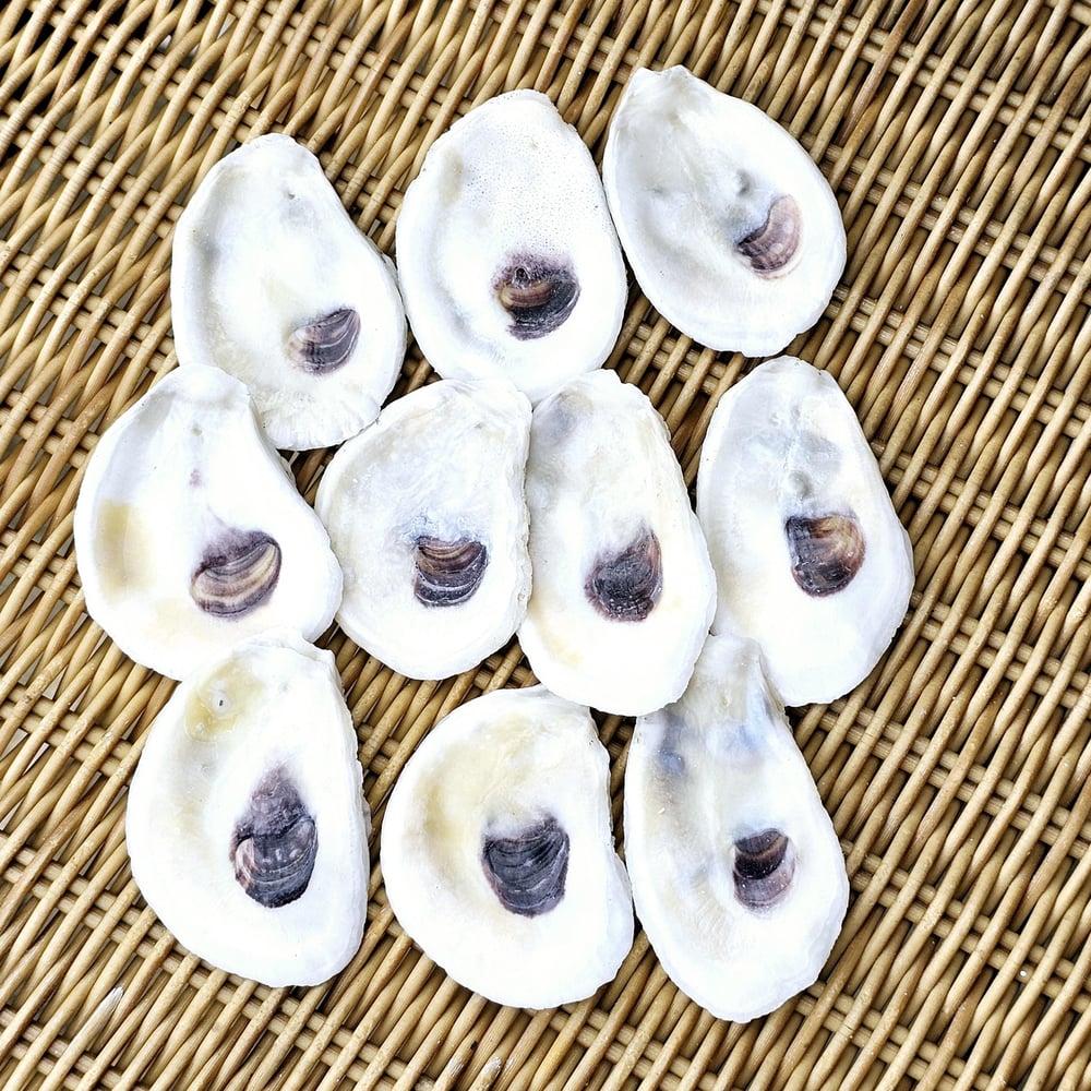 Image of Small Oyster Shells | Holes Drilled | Bulk | Decoupage Ornaments | DIY Bridesmaids | Favors | Pla...