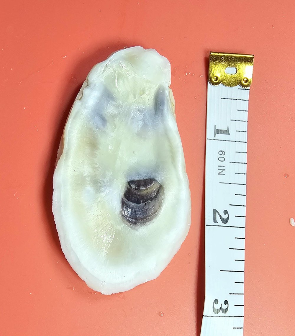 Image of Small Oyster Shells | Holes Drilled | Bulk | Decoupage Ornaments | DIY Bridesmaids | Favors | Pla...