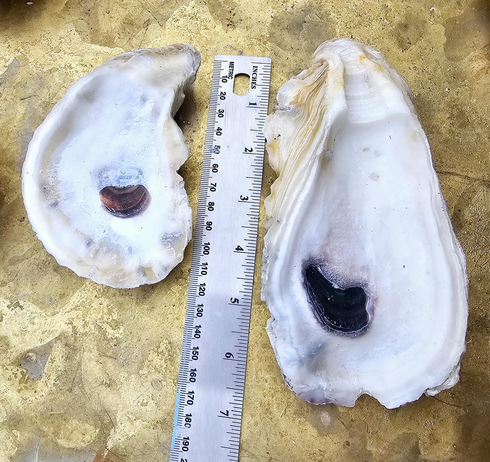 Image of Drilled Oyster Shells: Bulk Beach Crafts, DIY Ornaments