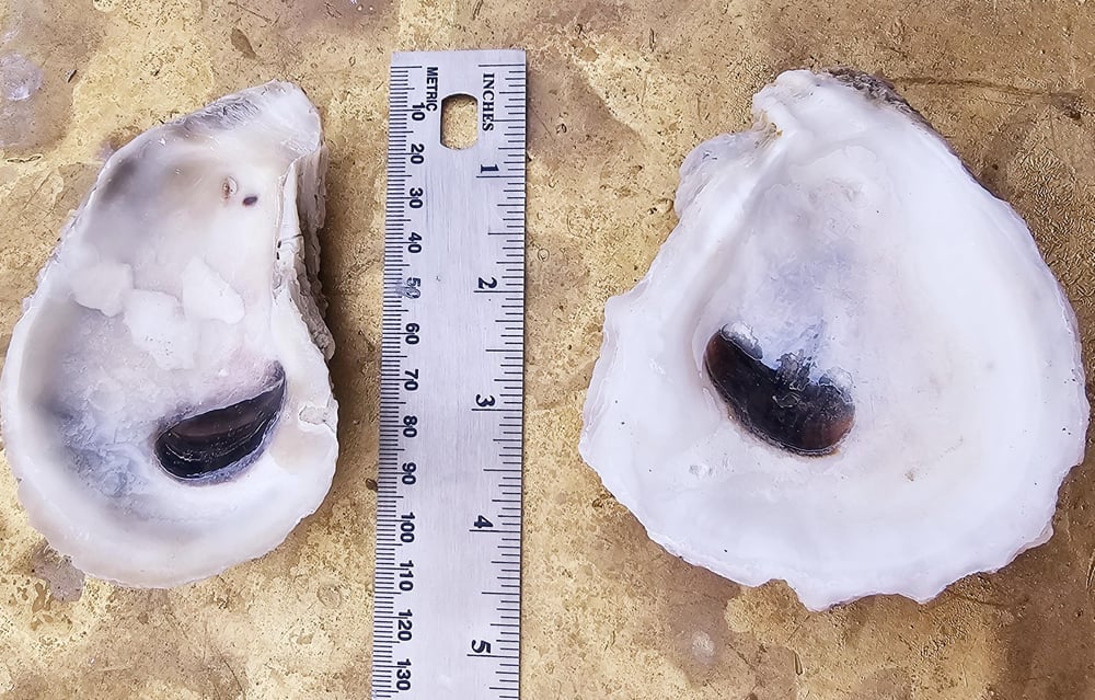 Image of Drilled Oyster Shells: Bulk Beach Crafts, DIY Ornaments