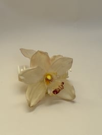 Image 2 of sample white cymbidium orchid claw