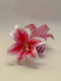 sample stargazer lily claw
