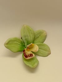 Image 1 of sample green cymbidium orchid clip