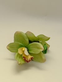 sample green cymbidium claw