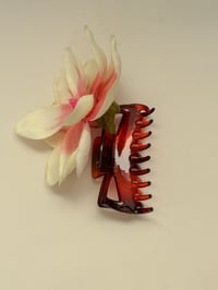 Image 2 of sample magnolia claw