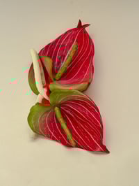 sample red and green anthurium claw