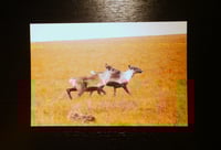 Image 2 of Arctic Cards