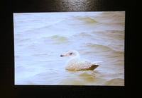 Image 4 of Arctic Cards