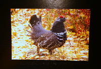 Image 3 of Arctic Cards