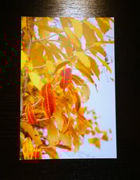 Image 5 of Arctic Cards