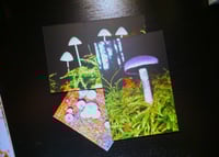Image 1 of Wild Mushroom Cards