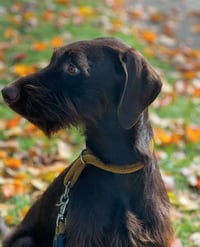 Image 5 of Custom Cat Portrait Linocut | Wood-Carved Block Print | Personalized Pet Memorial | Black Cat Art...