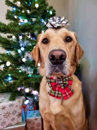 Image 2 of Nutcracker