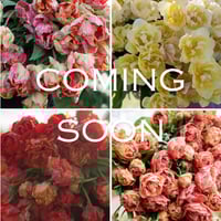 Image 1 of Spring Tulip Club