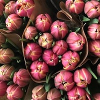 Image 3 of Spring Tulip Club