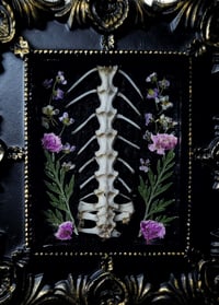 Image 5 of Pelvis and Floral Wall Frame