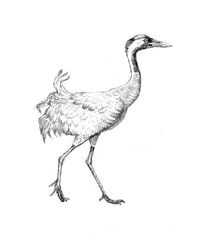 common crane