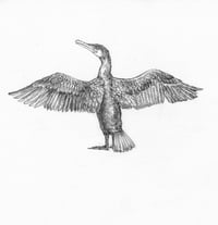 cormorant