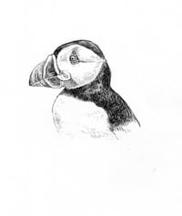 puffin