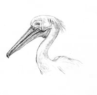 pelican